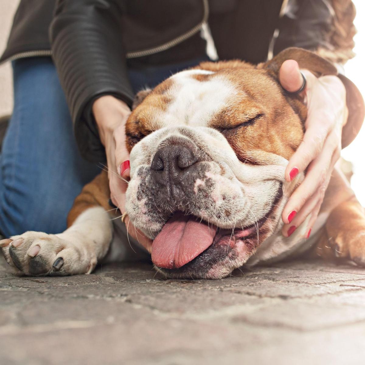8 choses que votre chien sait à propos de vous