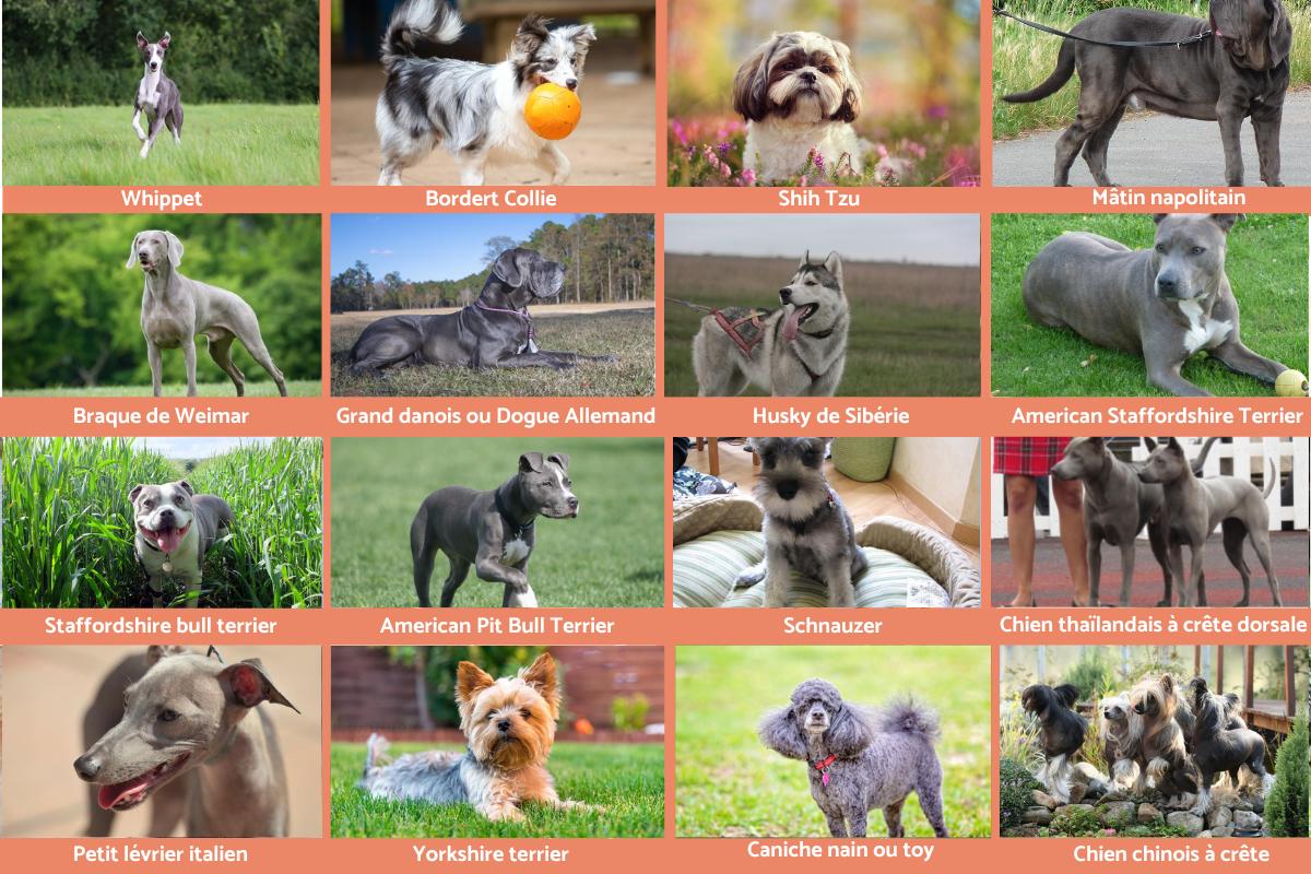 Chien gris - races avec photos