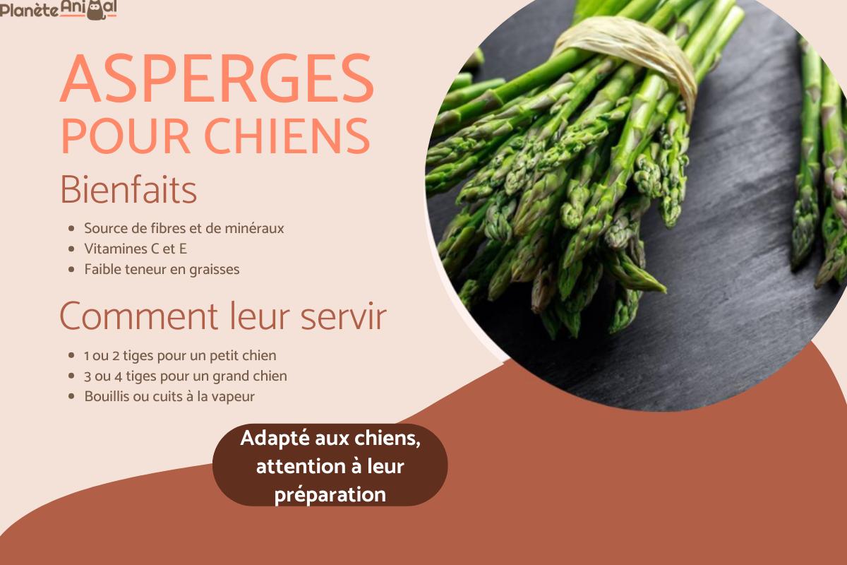 Les chiens peuvent-ils manger des asperges ?