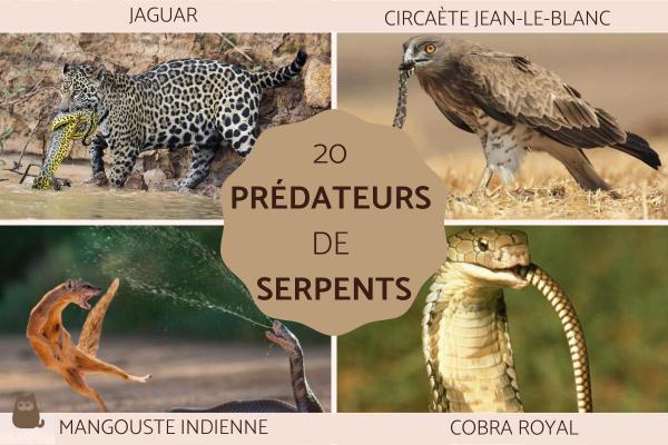 20 Prédateurs de serpents