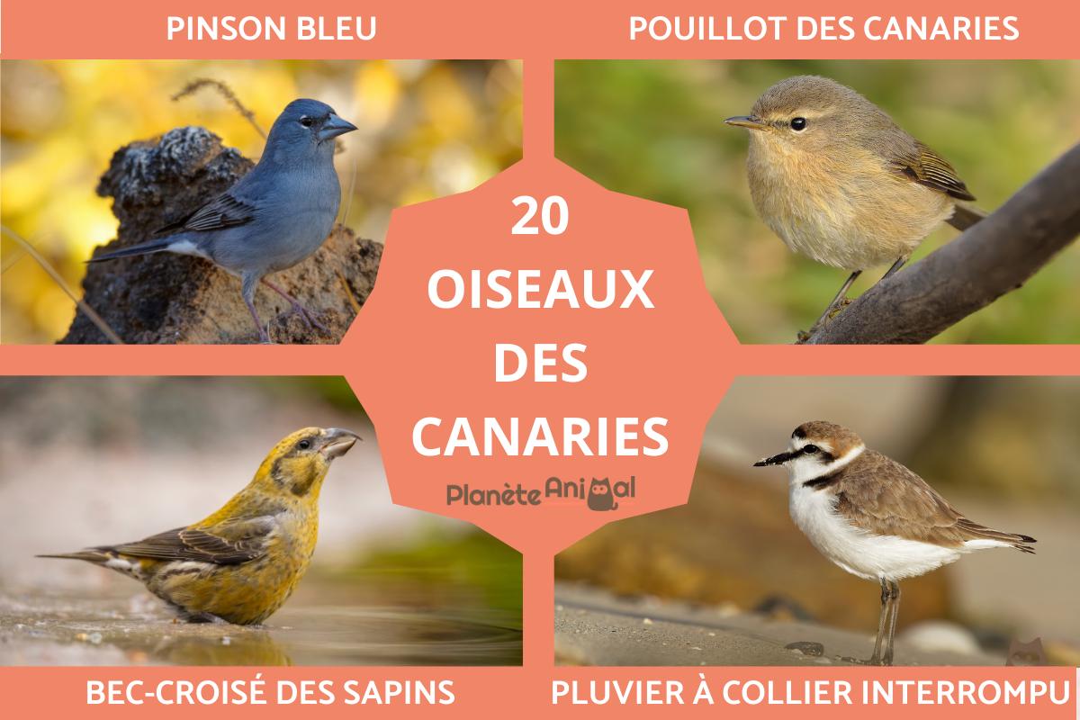 Oiseaux des Canaries