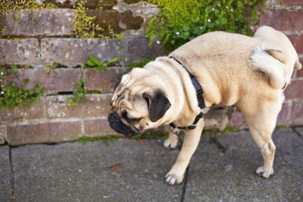 Mon chien fait pipi partout - Causes et que faire - Pourquoi les chiens font pipi ?