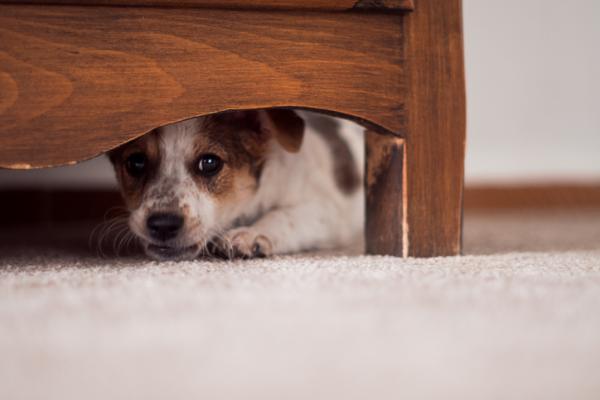 Mon CHIEN FAIT PIPI PARTOUT - Causes et que faire