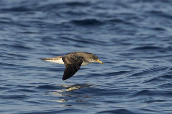 Oiseaux des Canaries - Puffin de Scopoli (Calonectris diomedea)