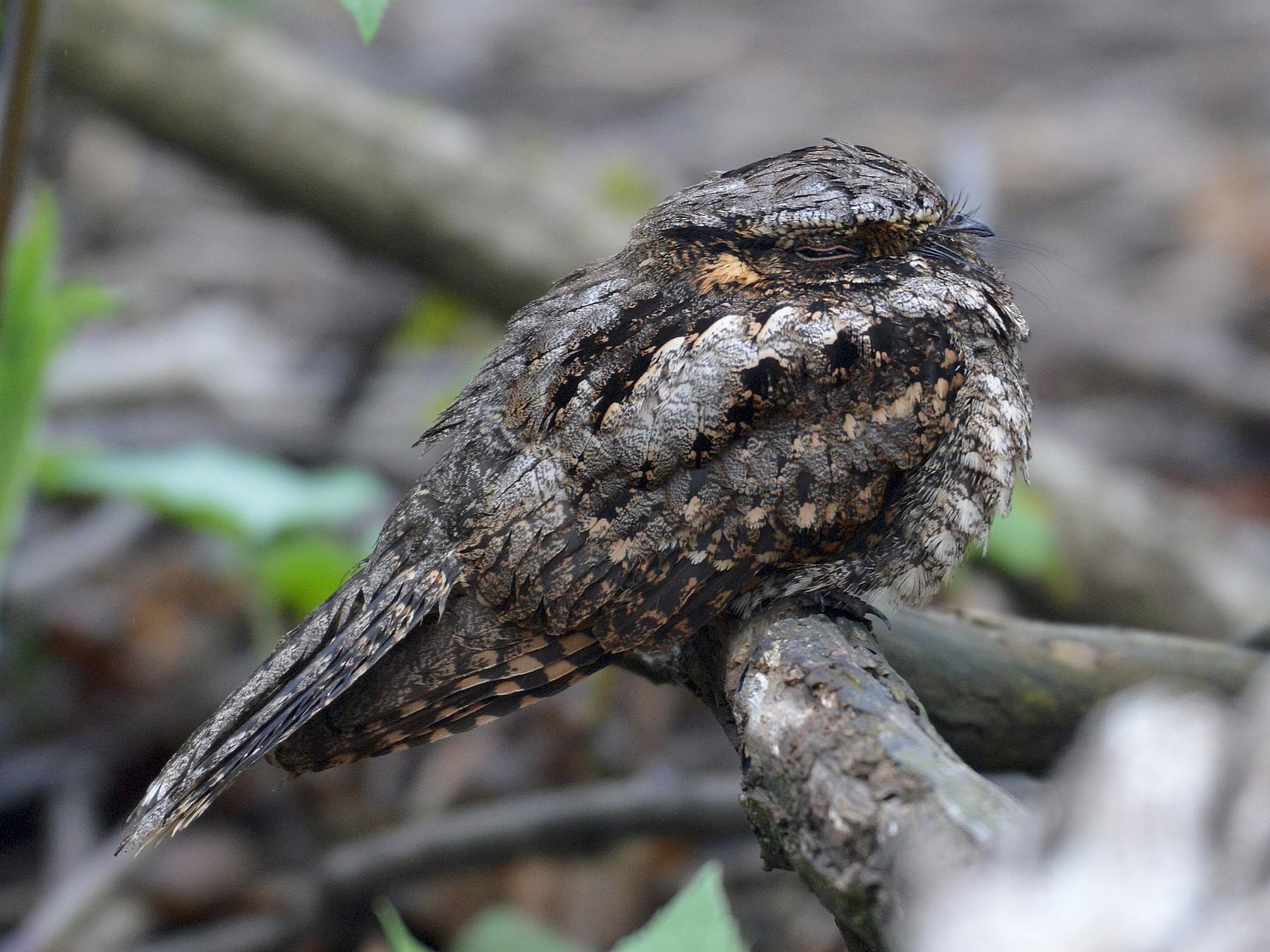 Oiseaux qui CHANTENT la NUIT Signification et exemples avec PHOTOS — free download