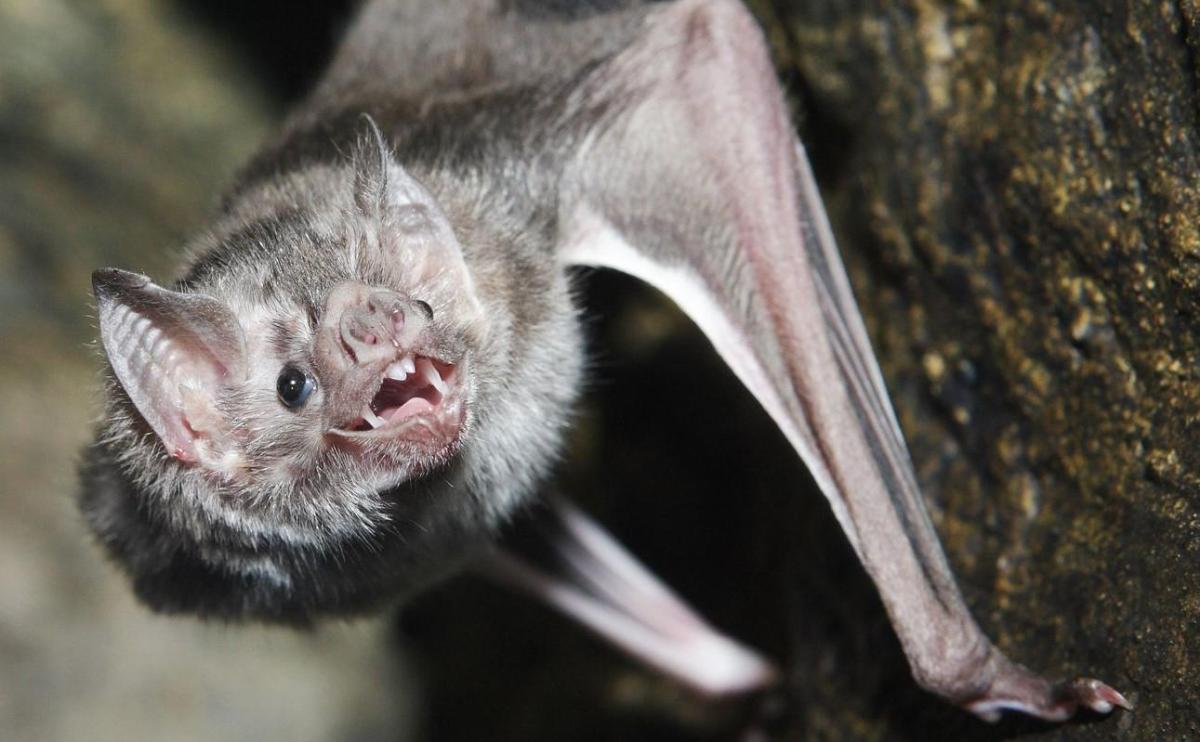 Animaux qui se nourrissent de sang