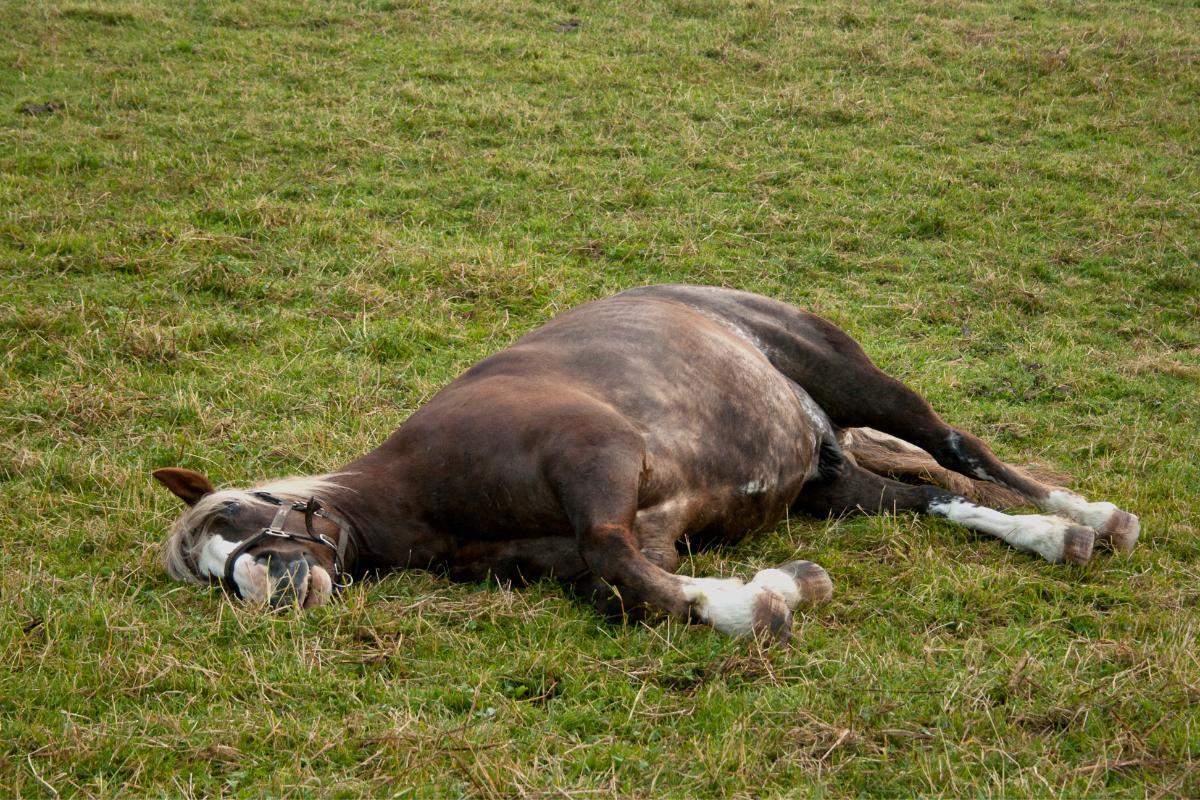 Comment dorment les chevaux ?