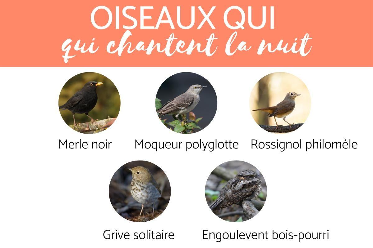 Oiseaux qui CHANTENT la NUIT Signification et exemples avec PHOTOS — free download