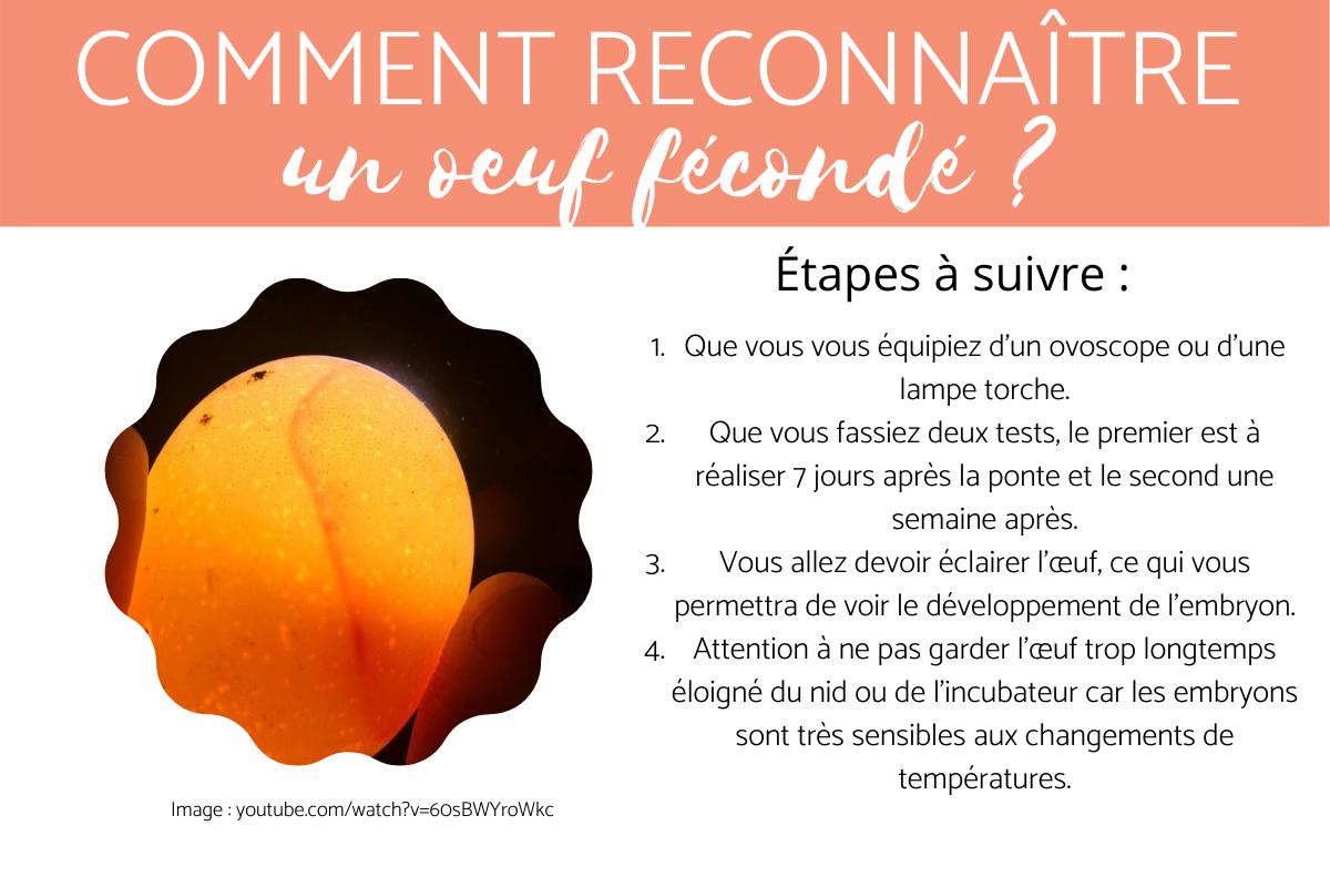 Comment reconnaître un œuf fécondé ou non ? 4 Étapes