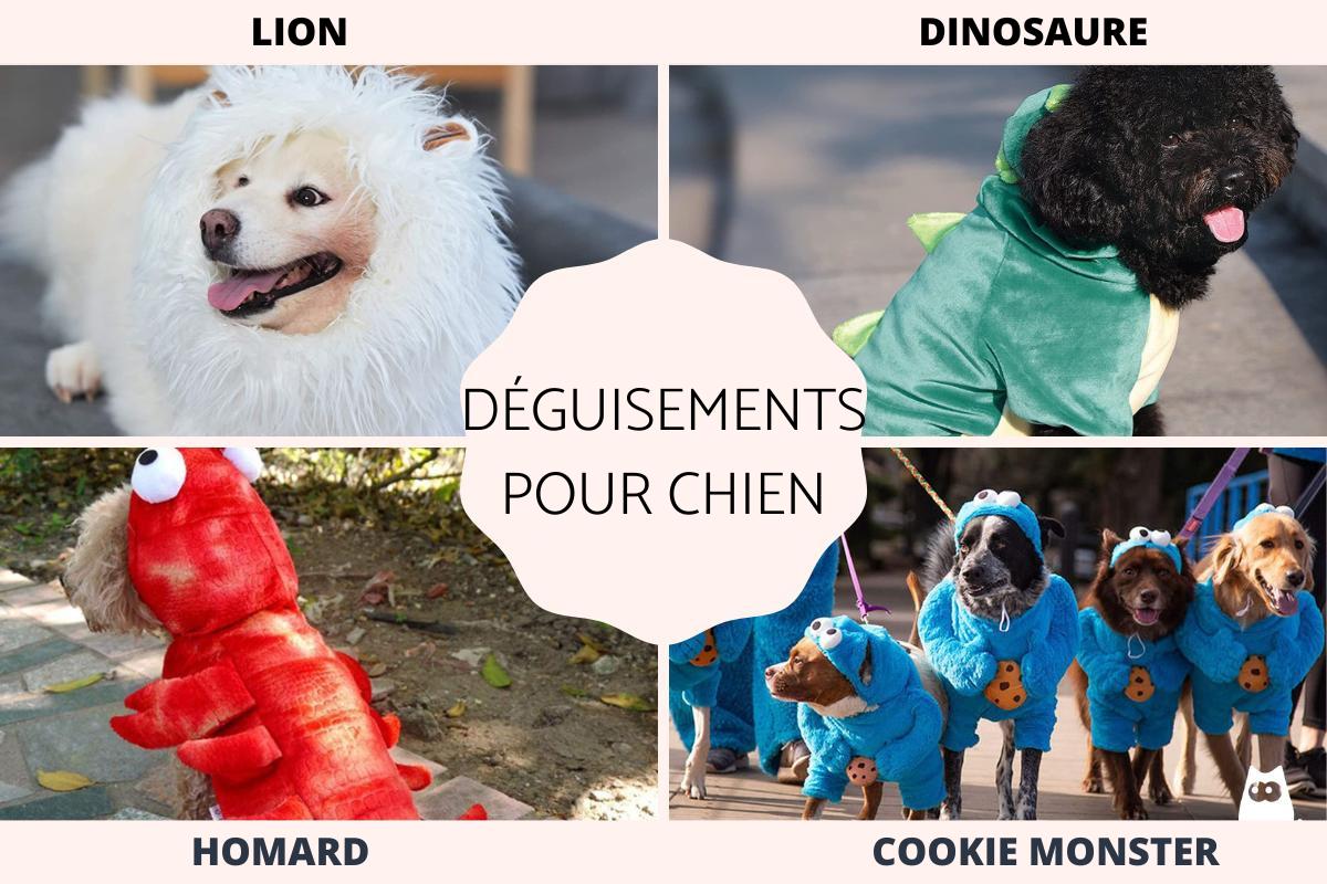 Déguisement pour chien - Petit et grand
