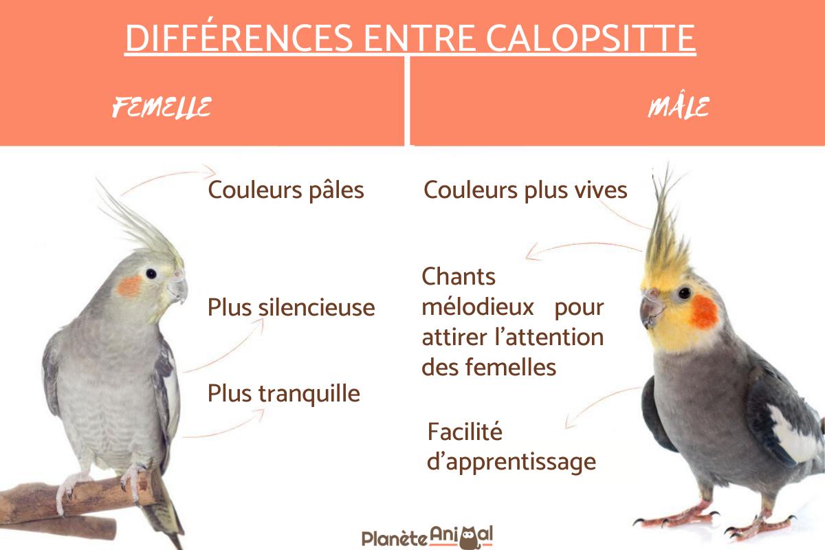 Différence entre calopsitte mâle et femelle