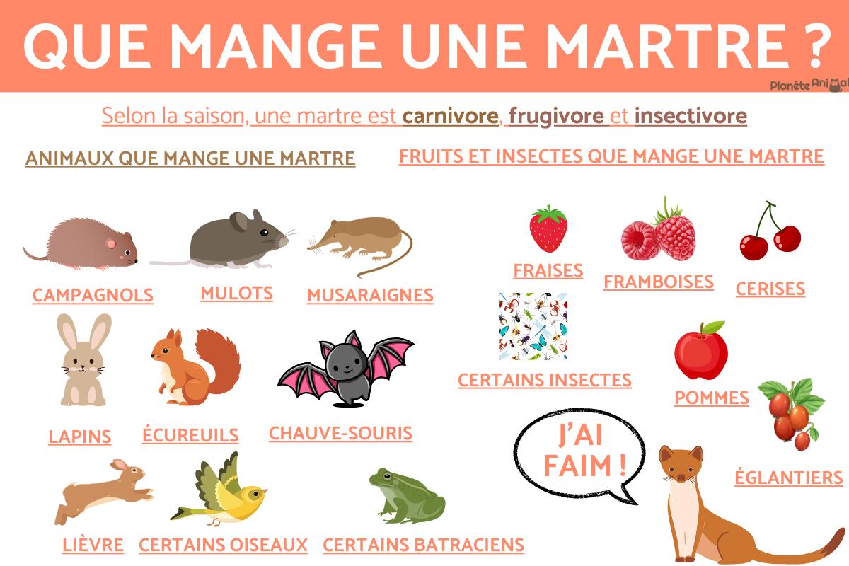 Que mange une martre