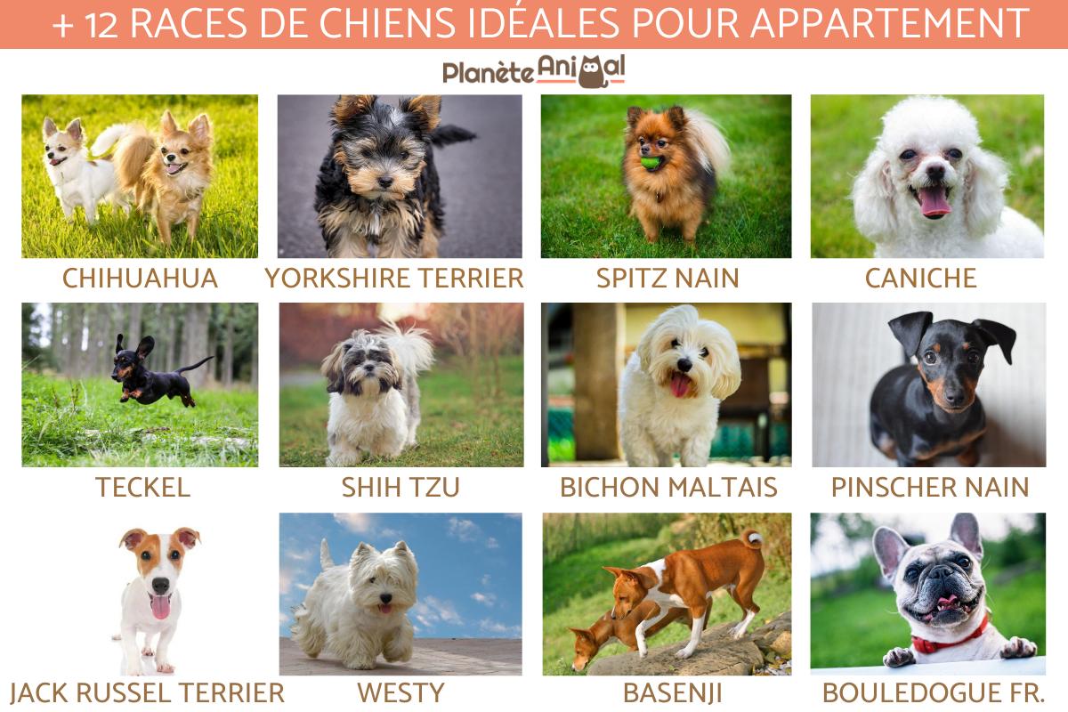 20 races de chiens idéales pour appartement