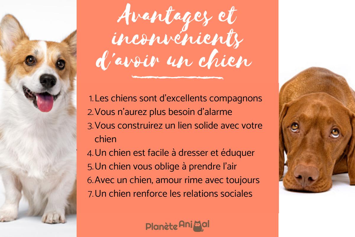 Avantages et inconvénients d'avoir un chien