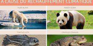 10 animaux en voie de disparition a cause du réchauffement climatique