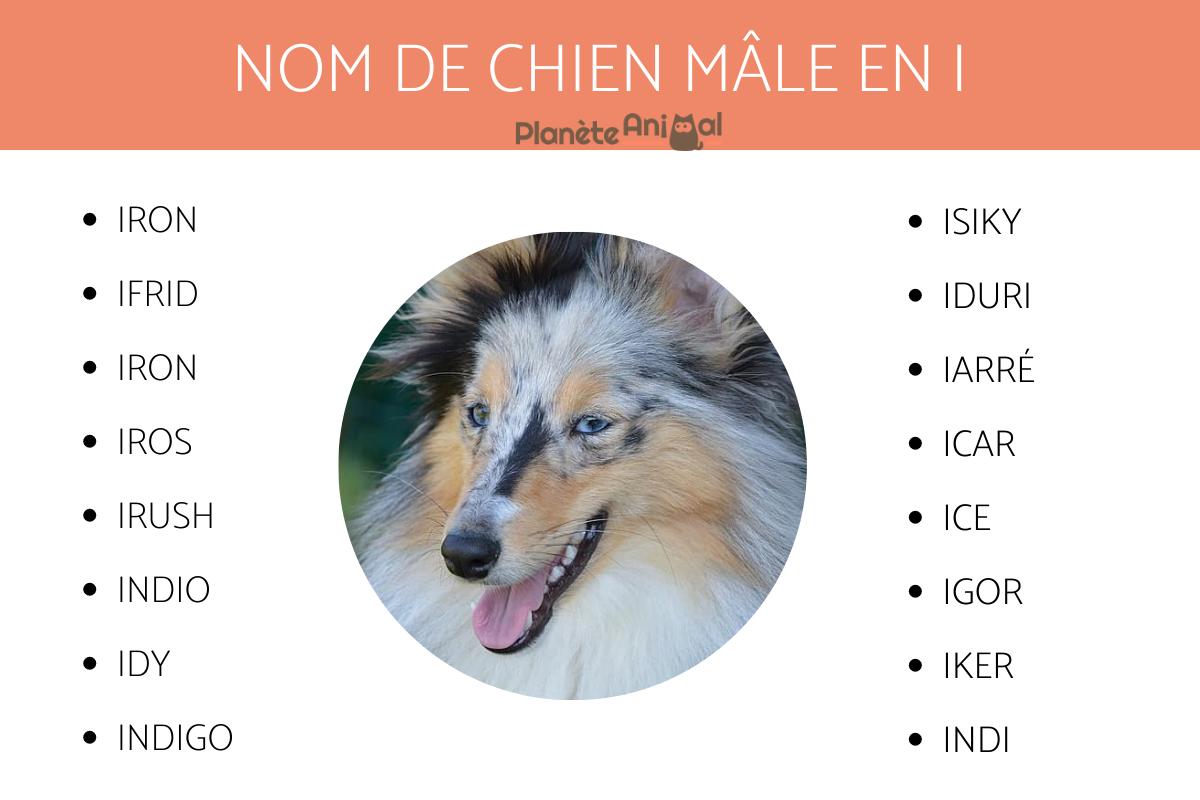 Idées de noms de chiens mâles PLUS DE 900 IDÉES