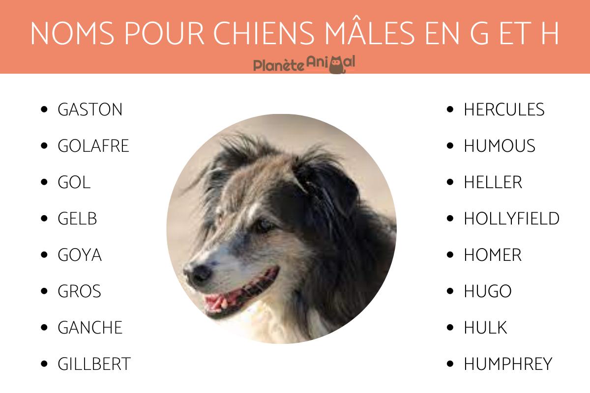 Idées de noms de chiens mâles PLUS DE 900 IDÉES