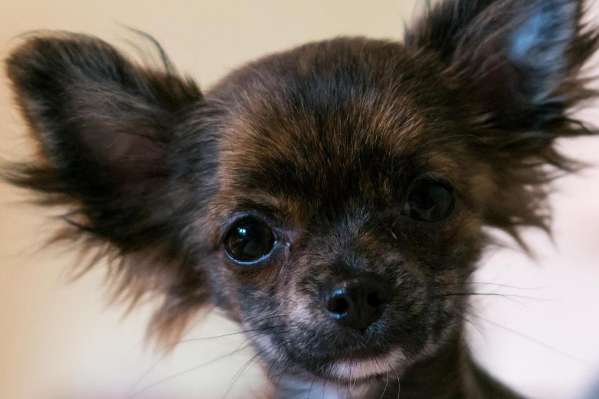15 facteurs de stress chez le chien