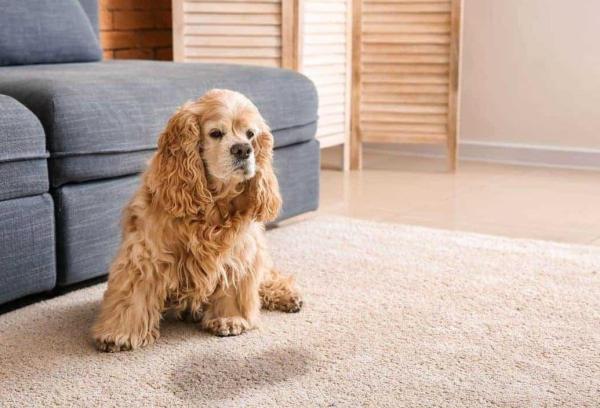 Mon chien urine dans la maison - Conseils et Astuces
