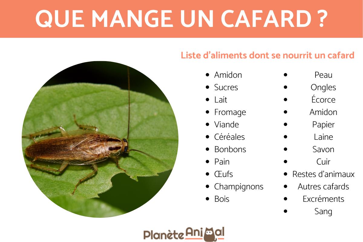 Que mange un cafard ?