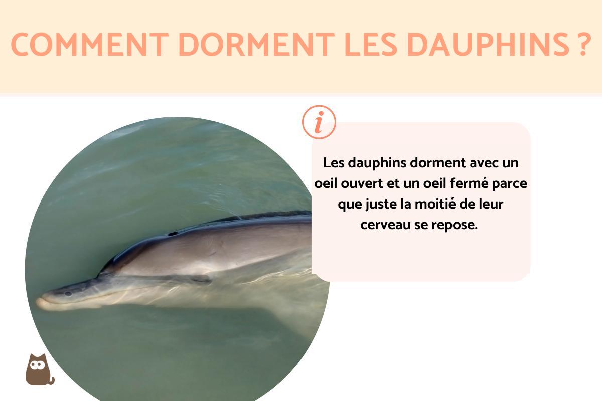 Comment dorment les dauphins ?