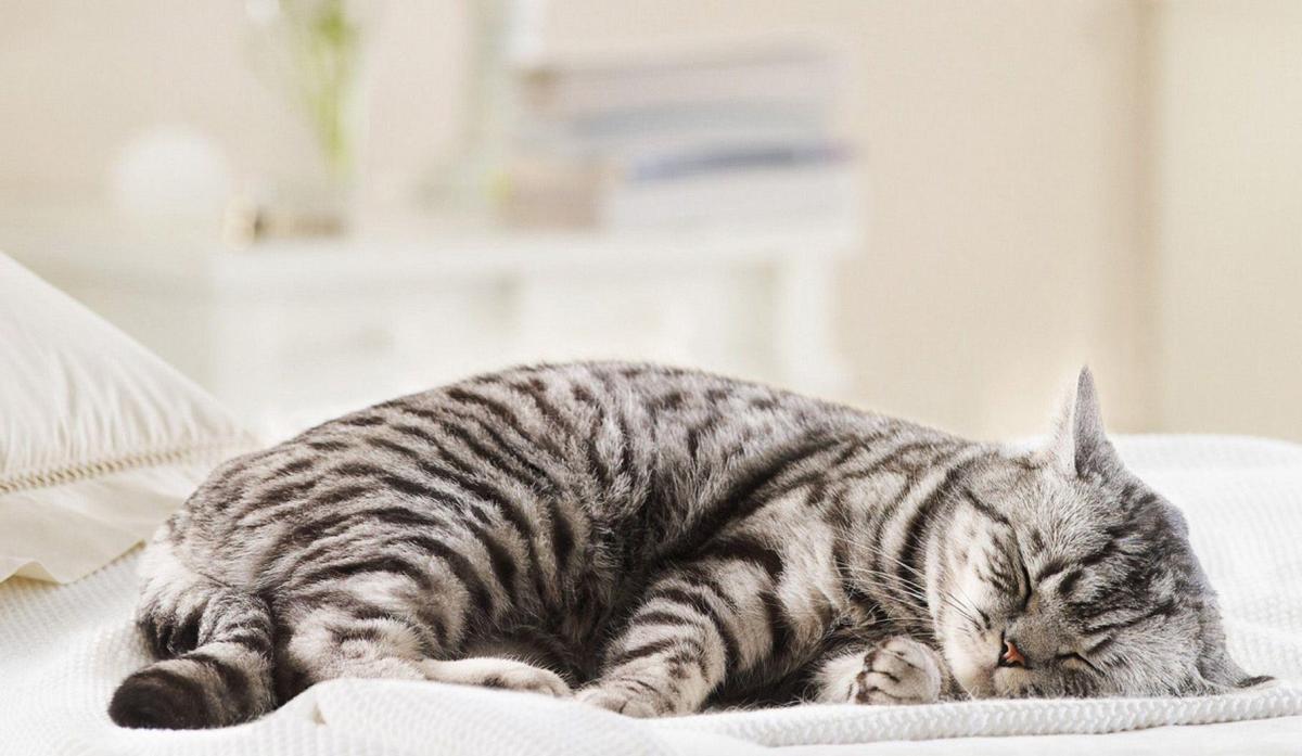 Pourquoi mon chat dort sur ma tête ?