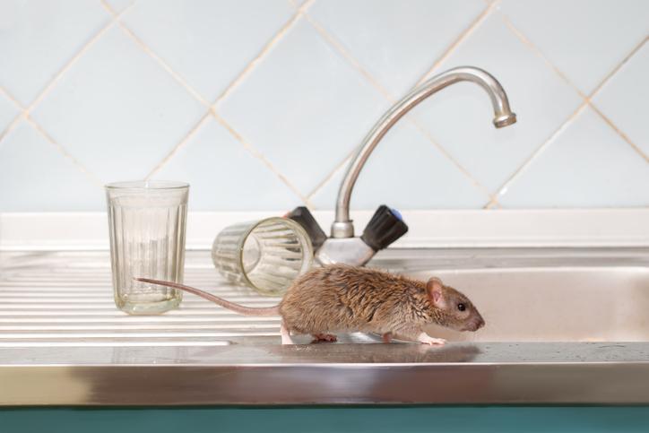Comment faire fuir les souris dans les murs - 10 REMÈDES NON NOCIFS