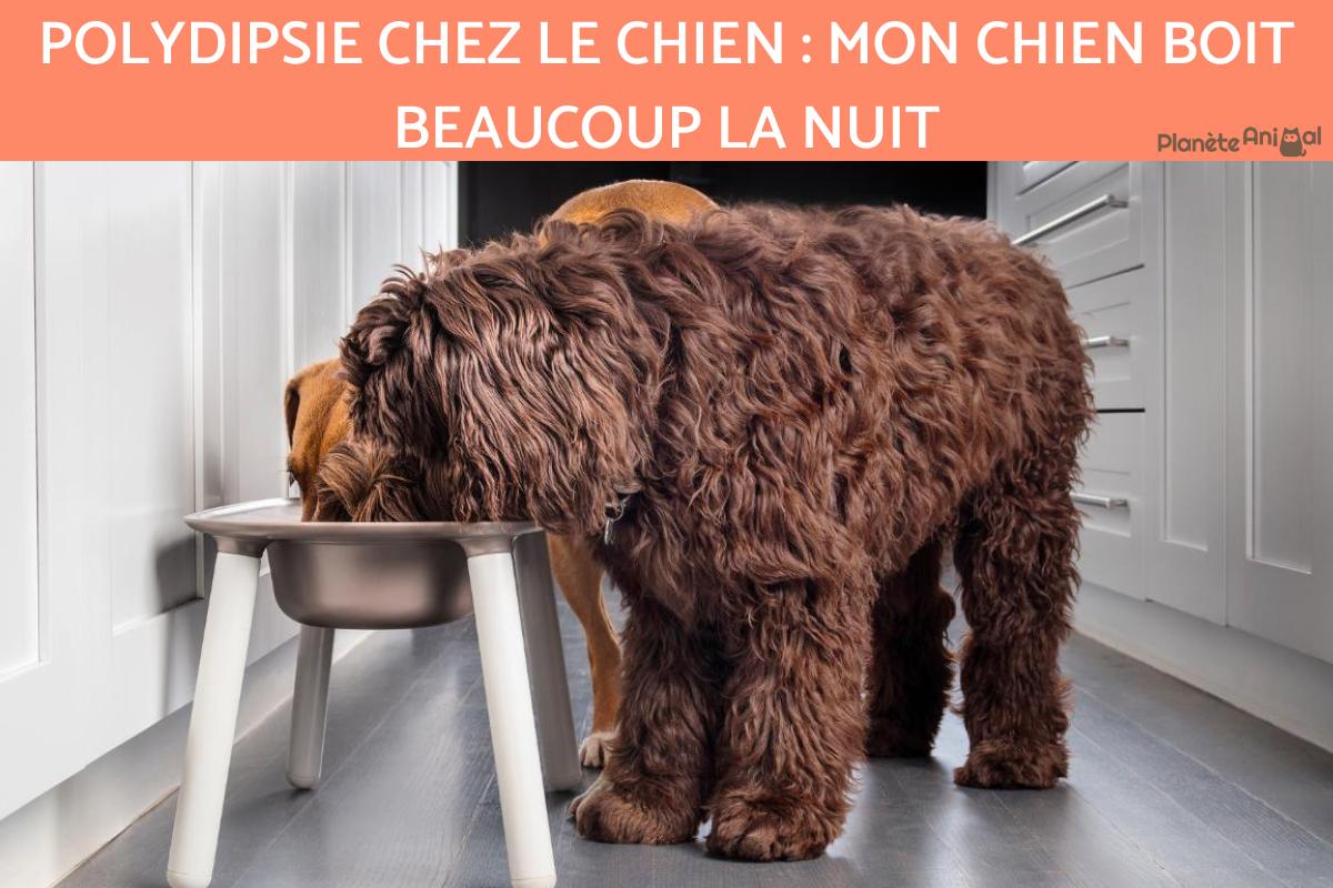 Polydipsie chez le chien : mon chien boit beaucoup la nuit