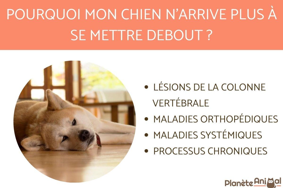 Mon CHIEN N'ARRIVE PLUS à se METTRE DEBOUT - 4 CAUSES et SOLUTIONS