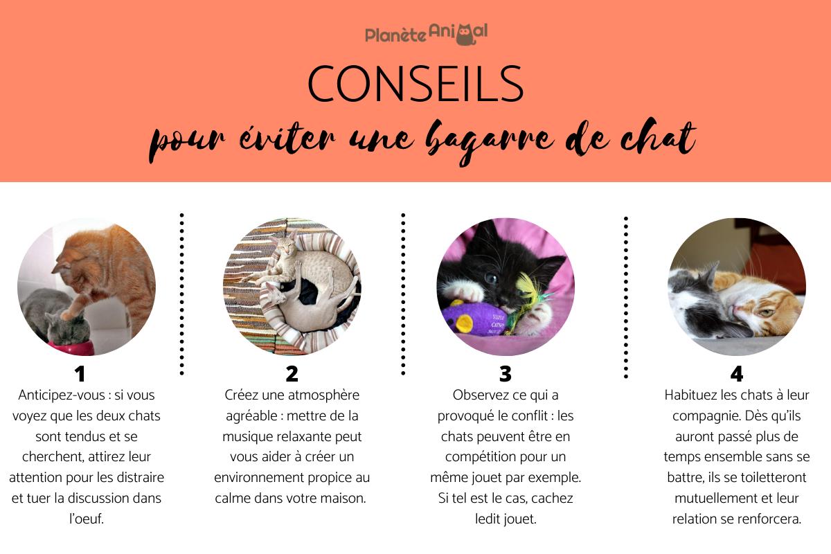 4 conseils pour éviter une bagarre de chat
