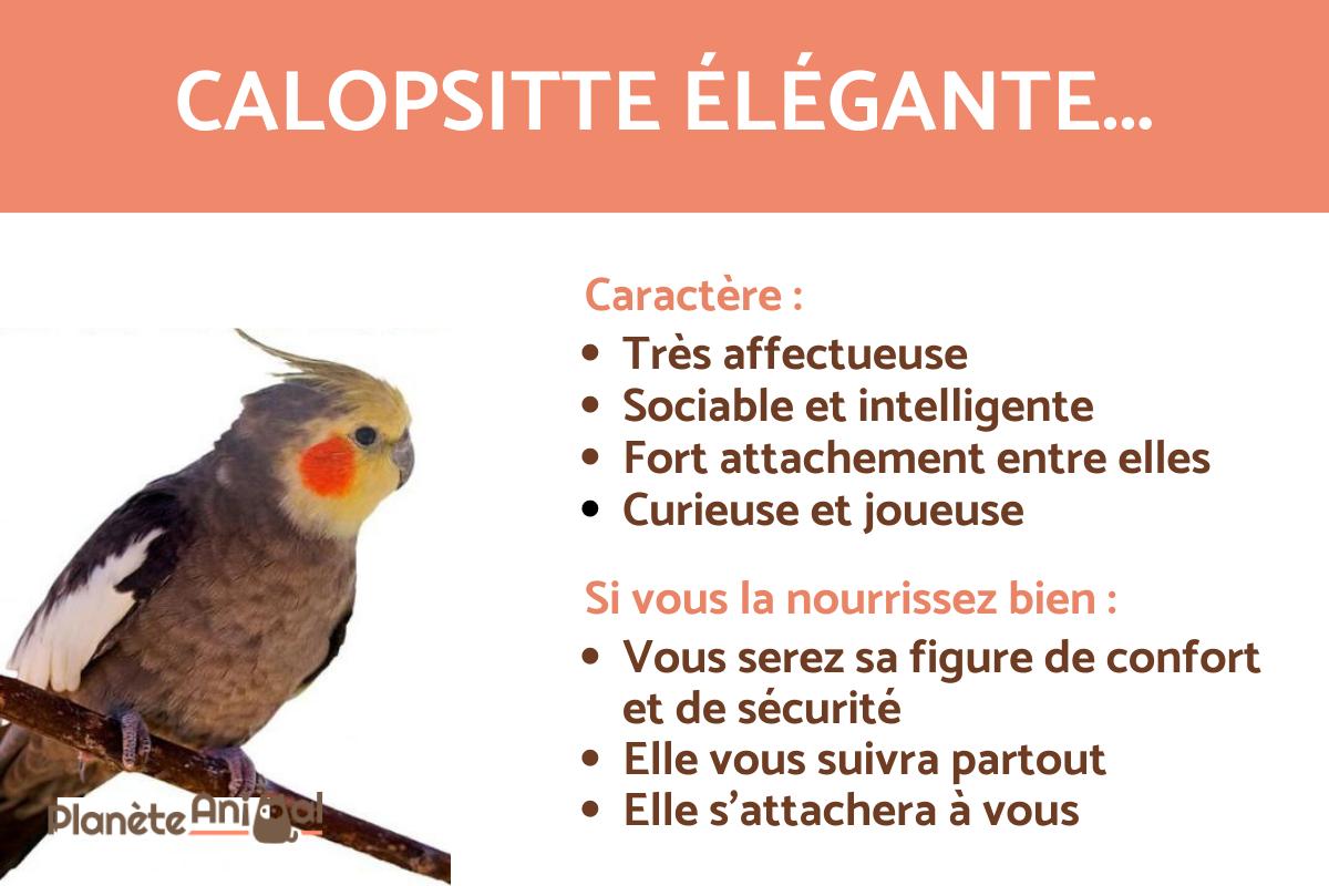CALOPSITTE ÉLÉGANTE CARACTÉRISTIQUES, LANGAGE, COMPORTEMENT