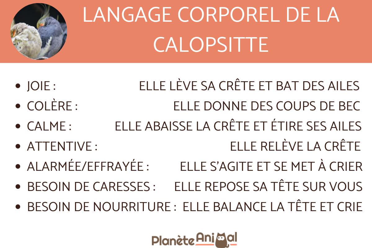 CALOPSITTE ÉLÉGANTE : CARACTÉRISTIQUES, LANGAGE, COMPORTEMENT