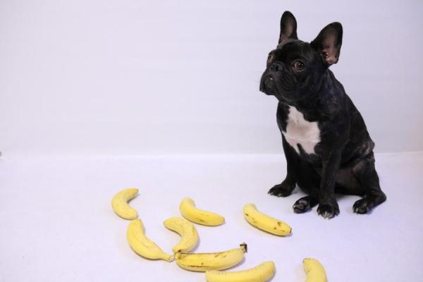 Peut-on donner de la banane à un chien ?