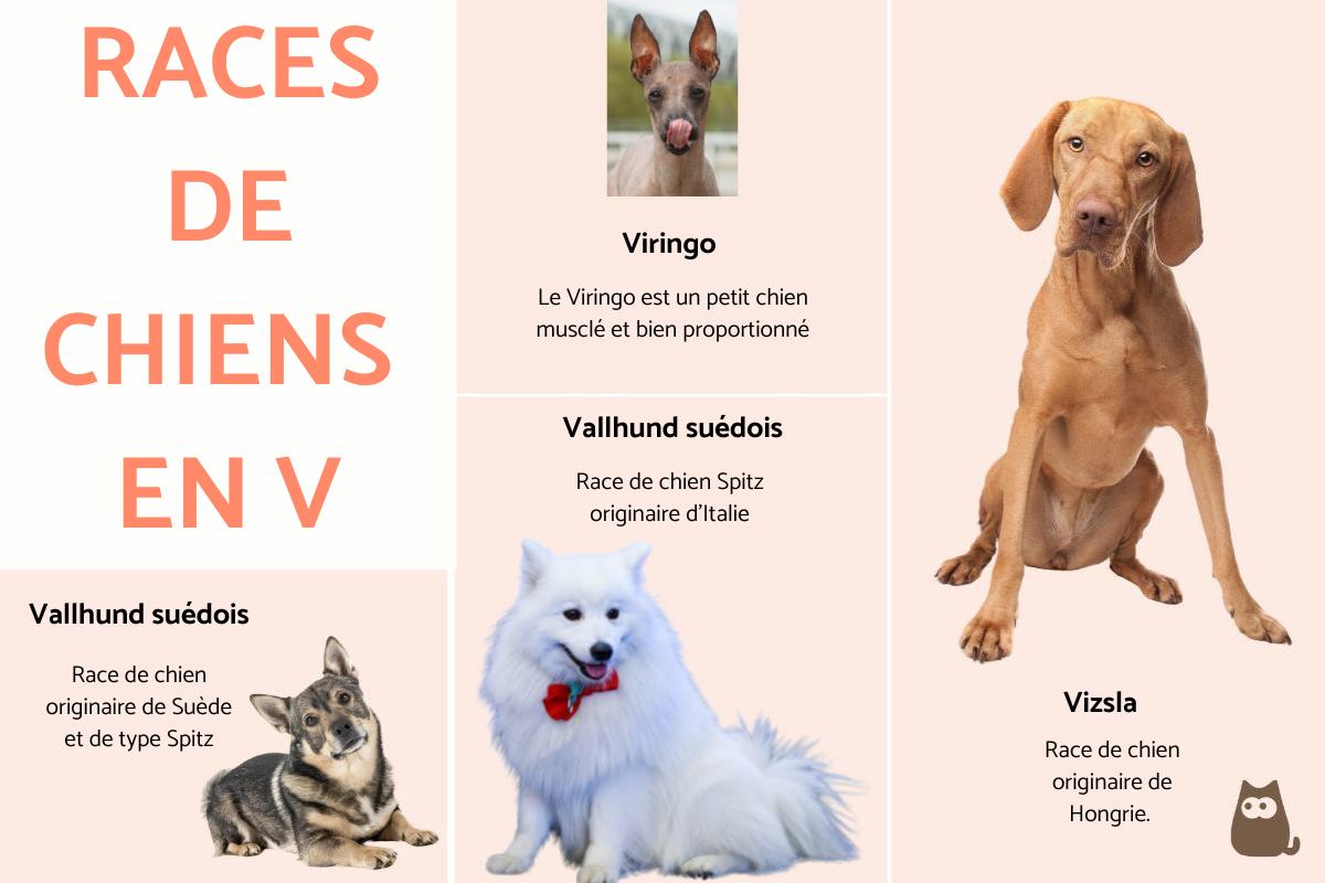 Races de chiens en V