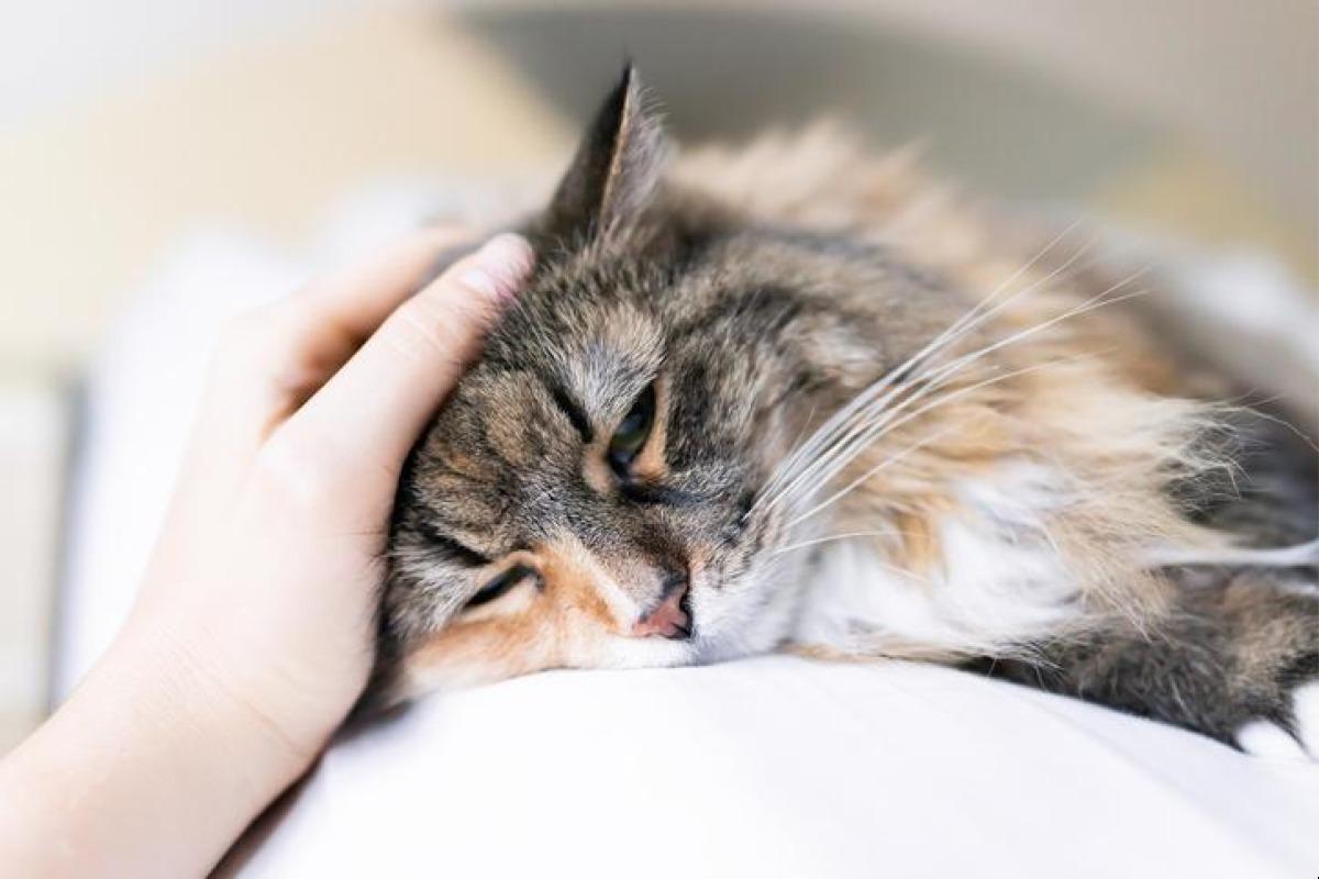 Symptômes d'un chat qui a mal au ventre
