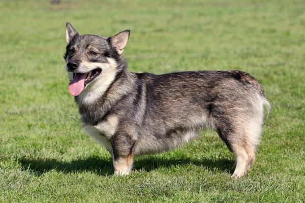 Races de chiens en V - Vallhund suédois