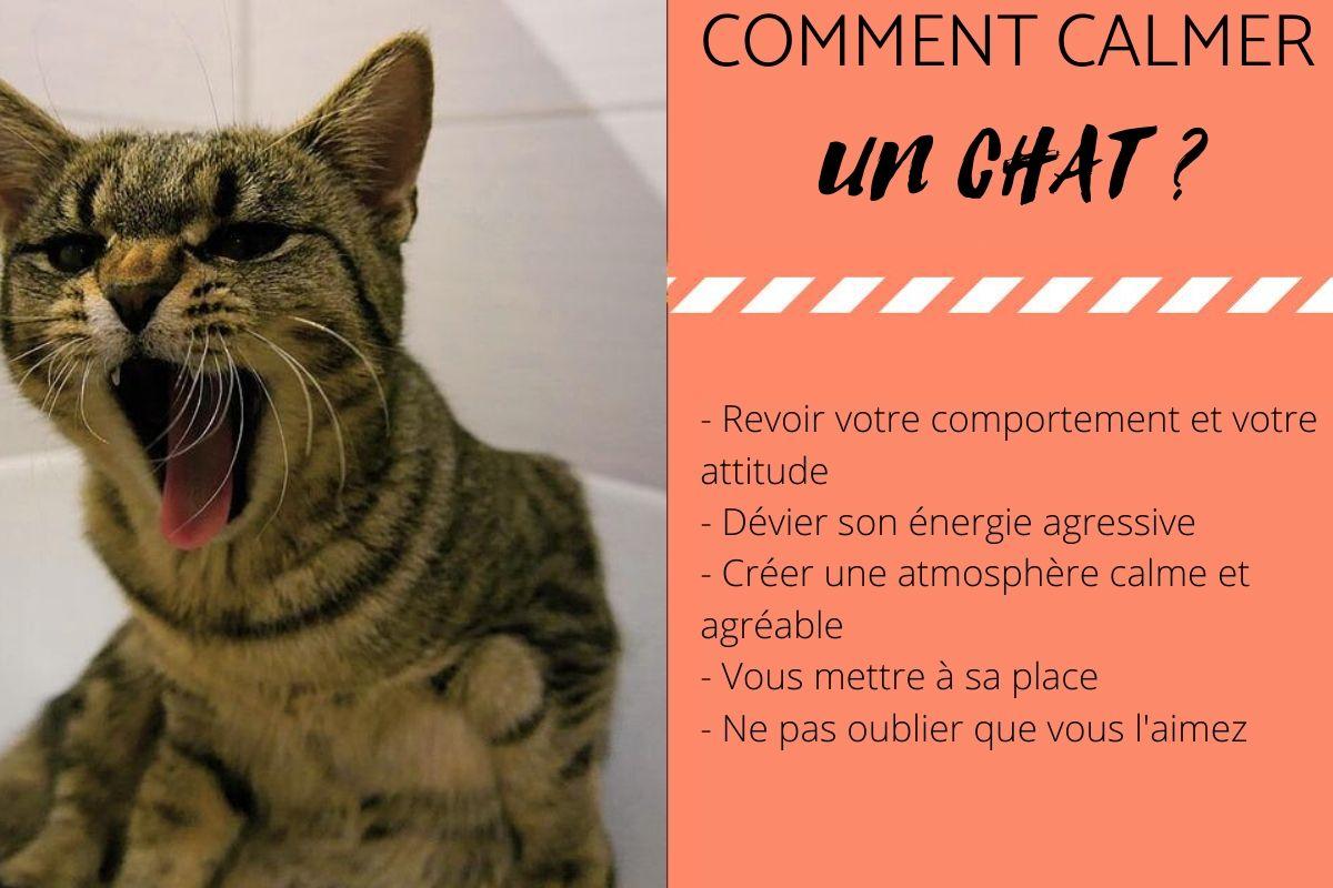 Comment calmer un chat