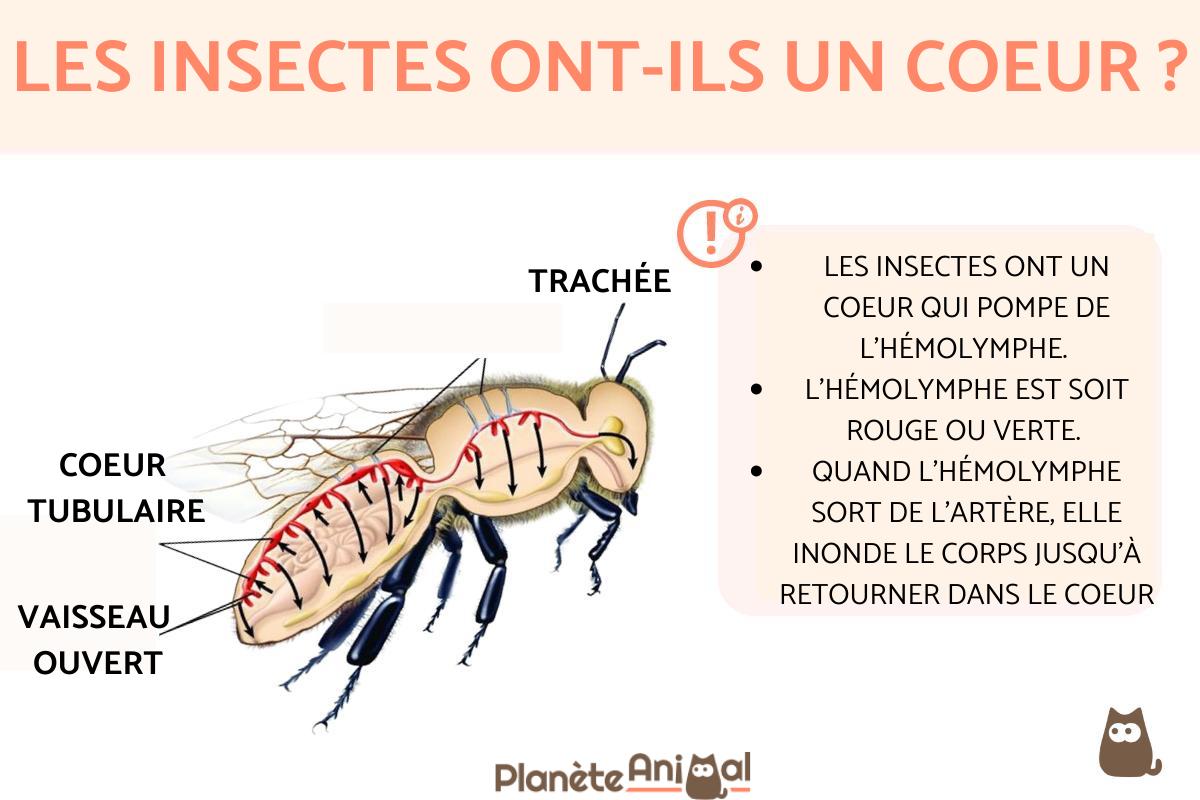 Les insectes ont-ils un cœur ?