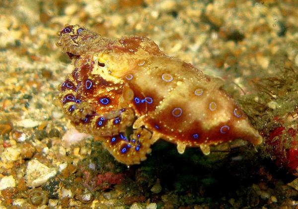 TOP 5 Des ANIMAUX MARINS Les PLUS DANGEREUX Du MONDE