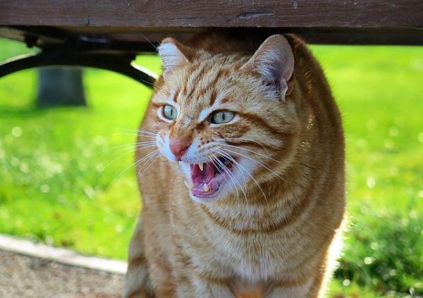 Comment calmer un chat - Revoir son comportement et son attitude