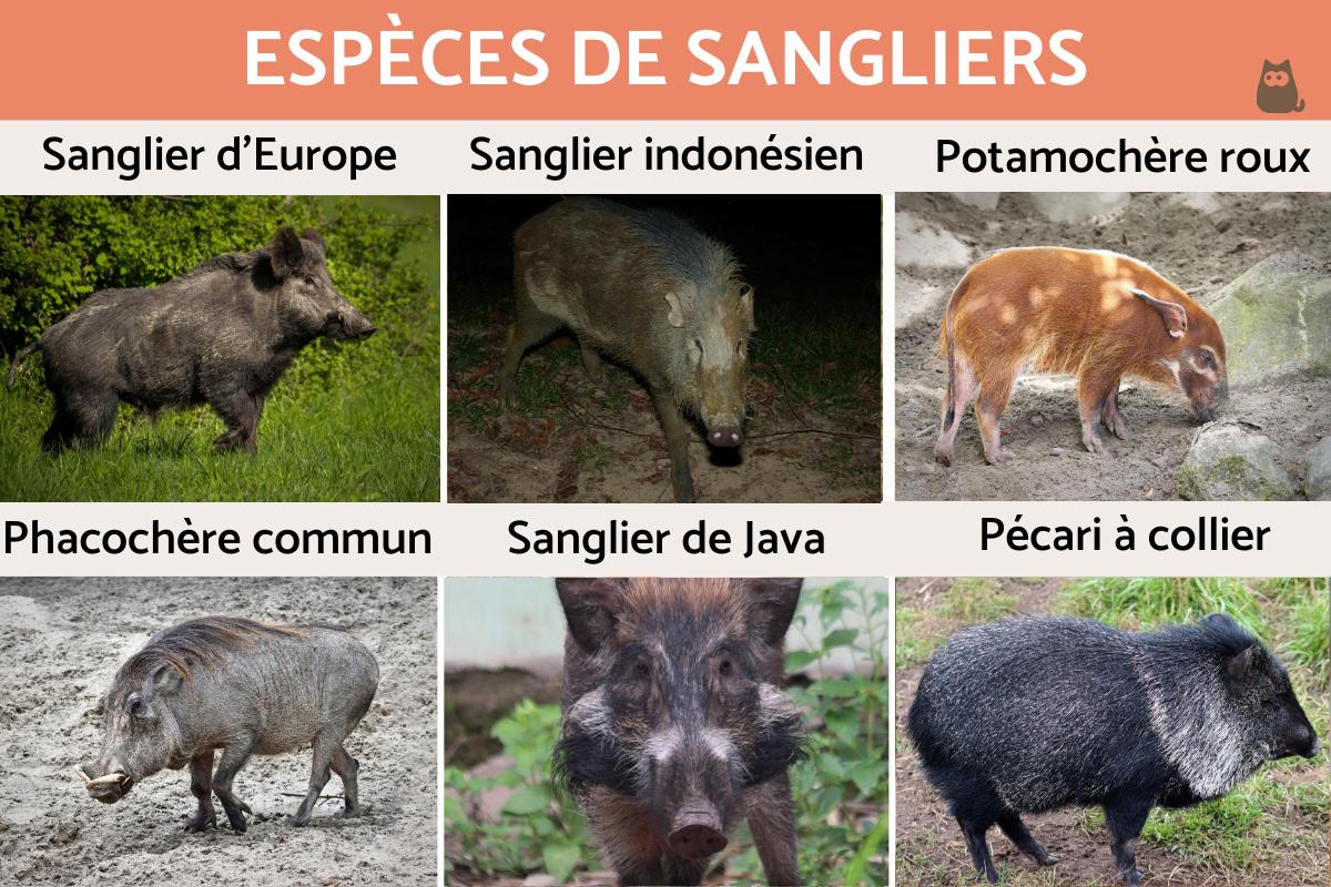 Espèces de sangliers