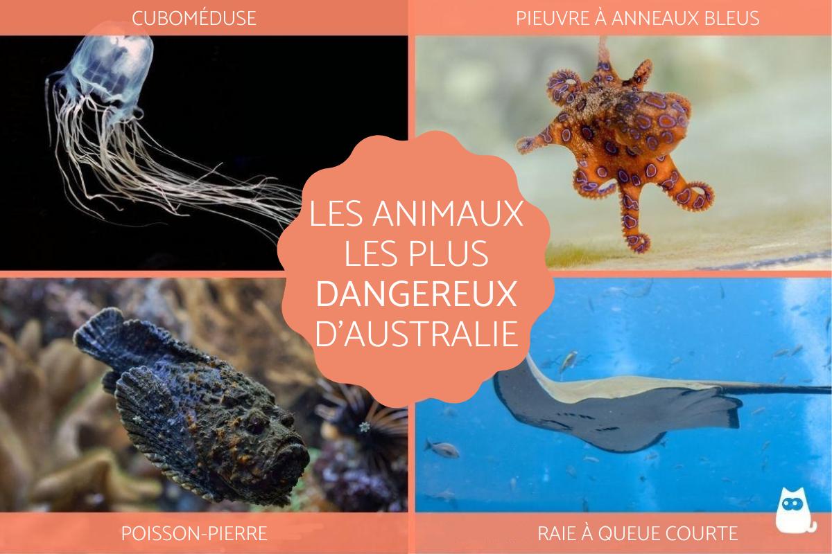 Animaux dangereux en Australie - Espèces et photos