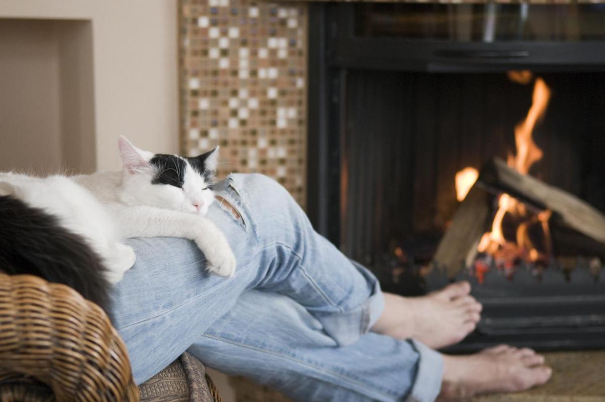 Pourquoi mon chat dort entre mes jambes