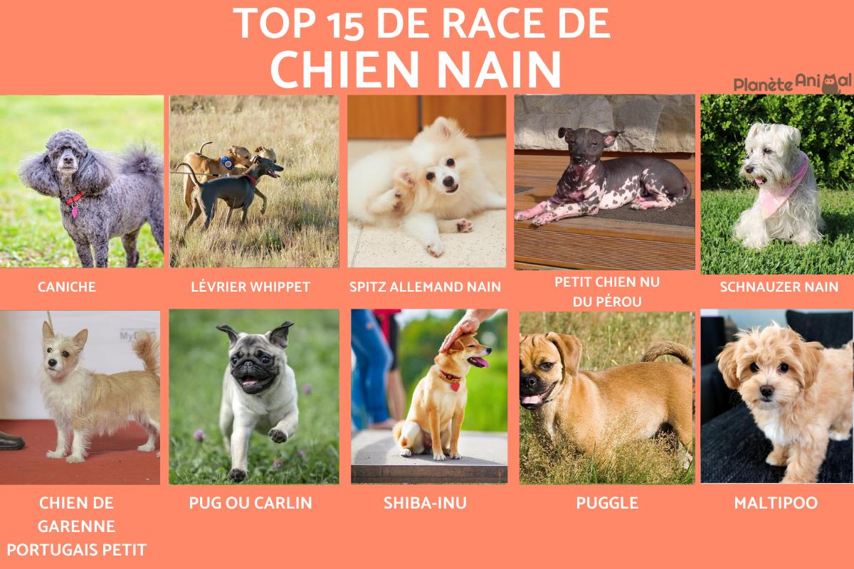 Chien nain - Races et caractéristiques