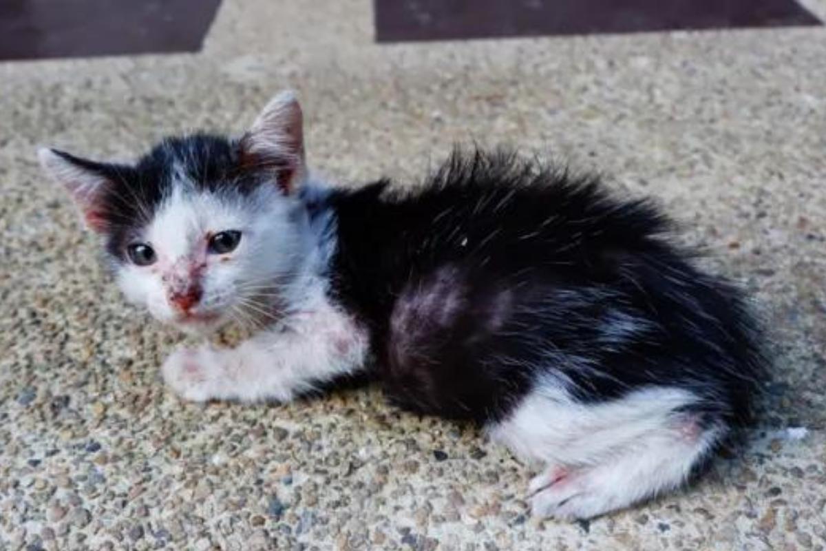 Chlorhexidine pour chat - Désinfecter une plaie sur un chat