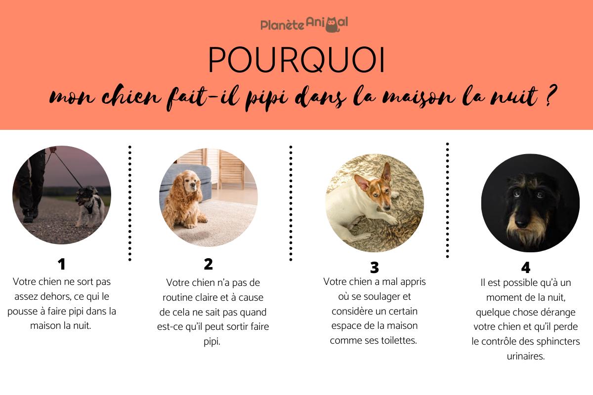 Mon chien fait pipi dans la maison la nuit - Causes et solutions