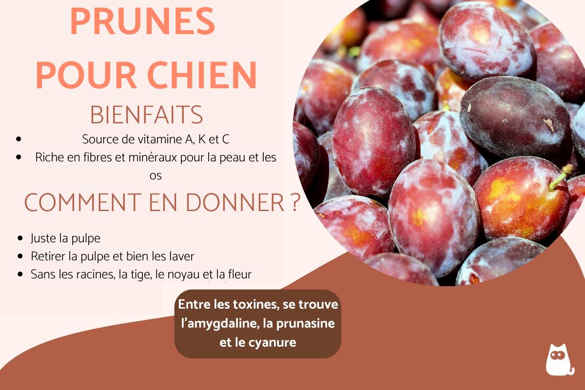 Mon chien peut-il manger des prunes ?