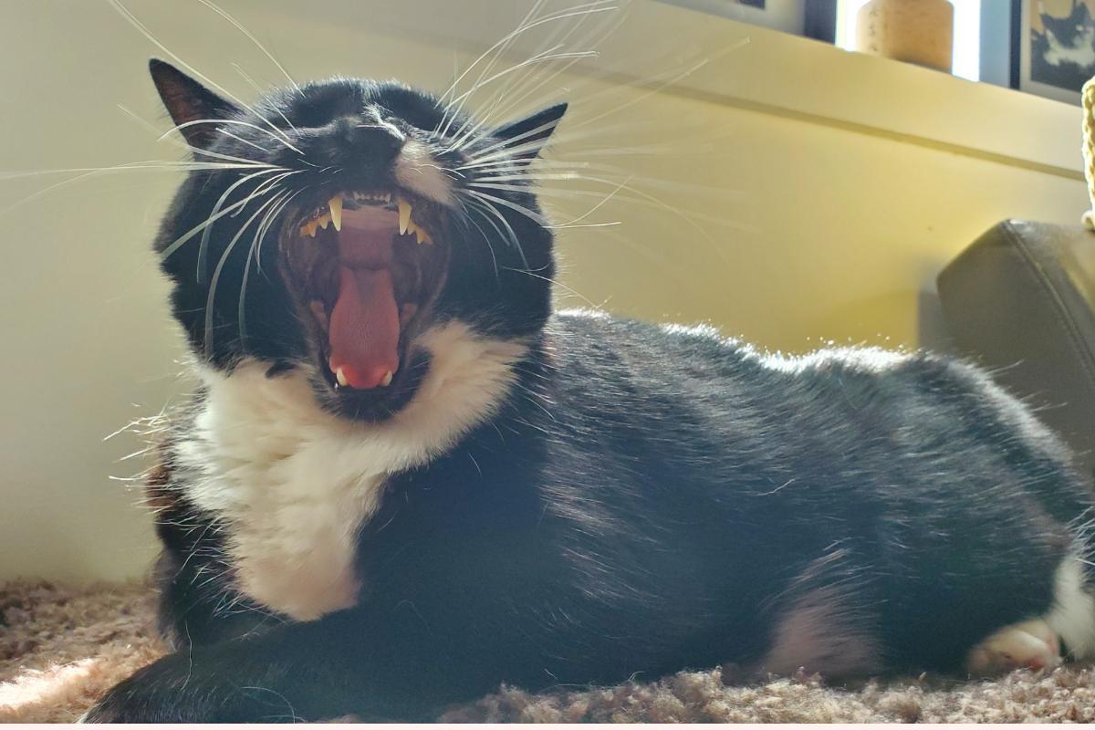 Chat avec respiration abdominale : causes et que faire