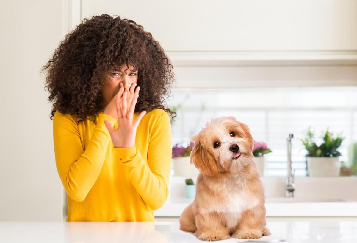 Comment enlever l'odeur de chien dans une maison