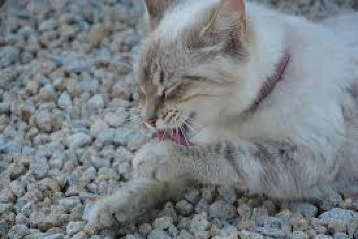 Hypothyroïdie chez le chat - Symptômes et traitement